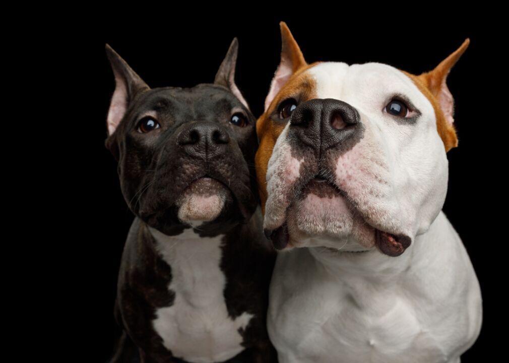 Ranking the 63 smartest dog breeds